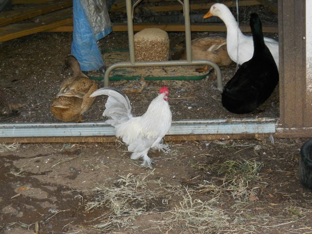 Can ducklings and chicks be raised together? BackYard Chickens